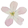 Cécile Bouchet, fleurs de Bach Ain Jura